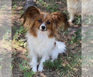 Mother of the Papillon puppies born on 02/20/2026