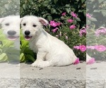 Small #4 West Highland White Terrier