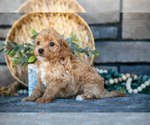Small Photo #21 Poovanese Puppy For Sale in SUGARCREEK, OH, USA