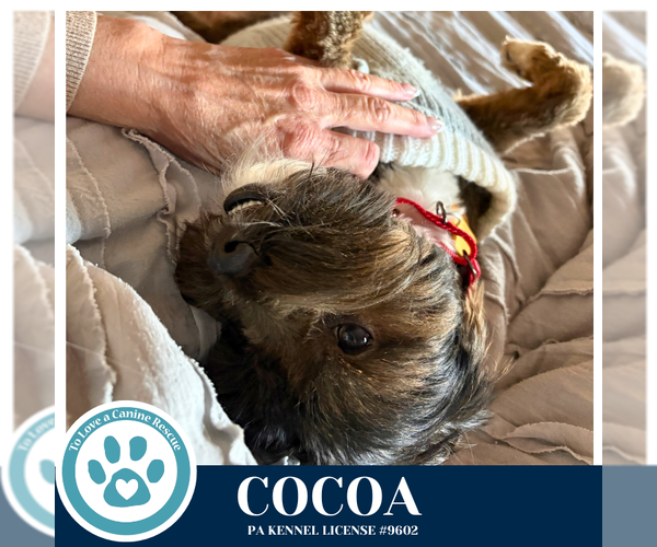 Medium Photo #4 Shih Tzu-Unknown Mix Puppy For Sale in Kimberton, PA, USA