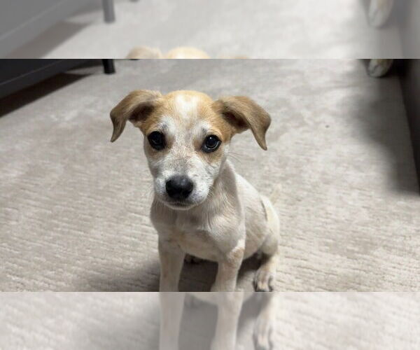 Medium Photo #4 Mutt Puppy For Sale in Bethesda, MD, USA