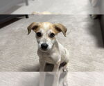 Small #3 Mutt