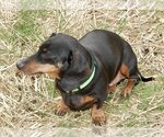 Small Photo #5 Dachshund Puppy For Sale in Shelbyville, TN, USA