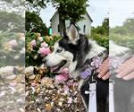 Small #1 Siberian Husky