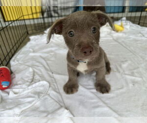Chi-Corgi Dogs for adoption in Jackson Township, NJ, USA