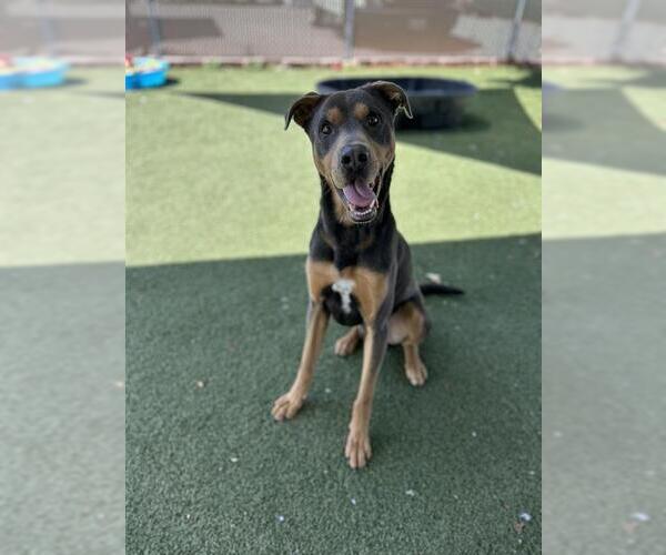 Medium Photo #1 Mutt Puppy For Sale in Chula Vista, CA, USA