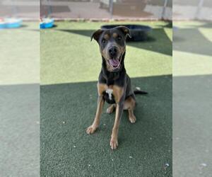 Mutt Dogs for adoption in Chula Vista, CA, USA