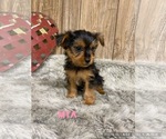 Small Photo #2 Yorkshire Terrier Puppy For Sale in MYRTLE, MO, USA