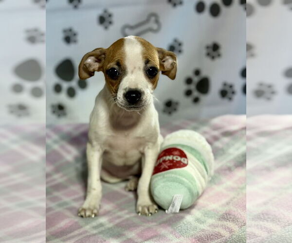 Medium Photo #2 Jack Russell Terrier-Unknown Mix Puppy For Sale in SHERBURNE, NY, USA