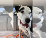 Small #1 Staffordshire Bull Terrier Mix