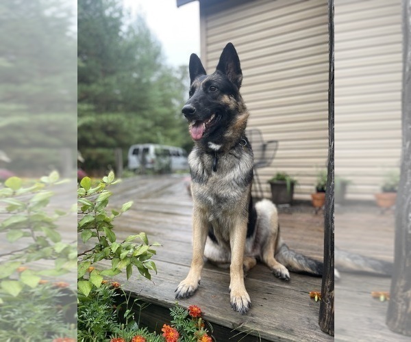 Medium Photo #1 German Shepherd Dog Puppy For Sale in ELKLAND, MO, USA