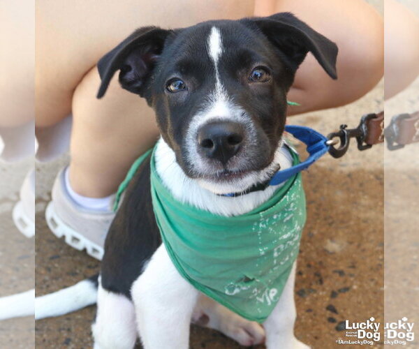 Medium Photo #3 Labrador Retriever-Unknown Mix Puppy For Sale in Washington, DC, USA