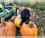 Puppy Puppy 2 Green Goldendoodle