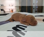 Puppy Mocha solid boy Dachshund