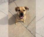 Small #7 German Shepherd Dog Mix