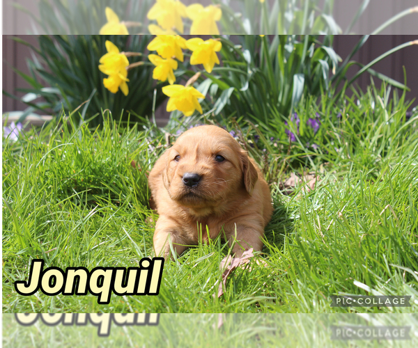 Medium Photo #13 Golden Retriever Puppy For Sale in MIDDLEBURG, PA, USA