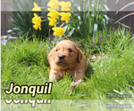 Small Photo #13 Golden Retriever Puppy For Sale in MIDDLEBURG, PA, USA