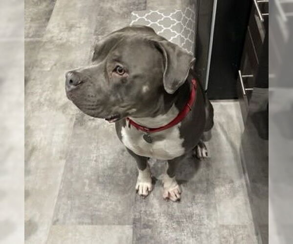 Medium Photo #20 American Pit Bull Terrier-Unknown Mix Puppy For Sale in Fargo, ND, USA