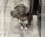 Small #19 American Pit Bull Terrier Mix