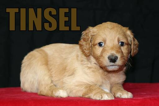 Medium Photo #7 Goldendoodle Puppy For Sale in GUTHRIE, NC, USA