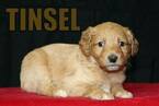 Small Photo #7 Goldendoodle Puppy For Sale in GUTHRIE, NC, USA