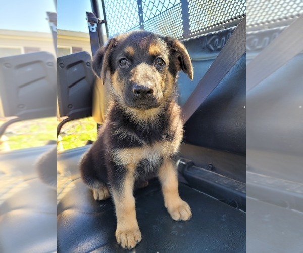 Medium Photo #1 German Shepherd Dog Puppy For Sale in SPRINGFIELD, TN, USA