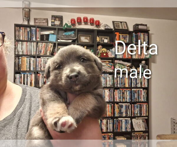 Medium Photo #3 Labrador Retriever-Unknown Mix Puppy For Sale in Aurora, IN, USA