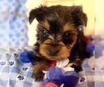 Puppy 14 Yorkshire Terrier