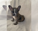 Small #3 French Bulldog