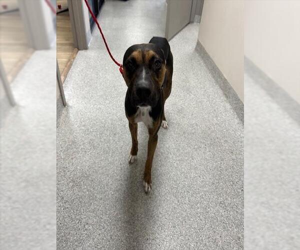 Medium Photo #1 Boxador Puppy For Sale in Pasadena, TX, USA