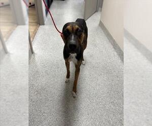 Boxador Dogs for adoption in Pasadena, TX, USA