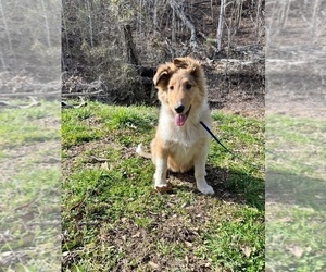 Collie Puppy for sale in KINGSPORT, TN, USA