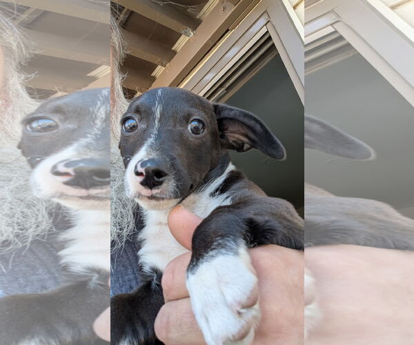 Medium Photo #3 Chihuahua-Unknown Mix Puppy For Sale in Aurora, CO, USA