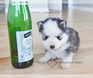 Pomsky Puppy for sale in KANSAS CITY, MO, USA