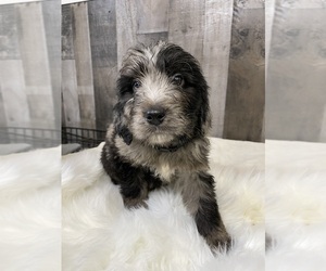 Bernedoodle Puppy for sale in PRESCOTT, WA, USA