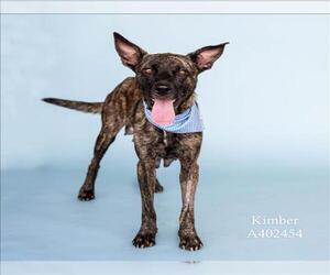 Mutt Dogs for adoption in Conroe, TX, USA