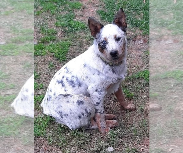 Medium Photo #1 Texas Heeler Puppy For Sale in LAURENS, SC, USA
