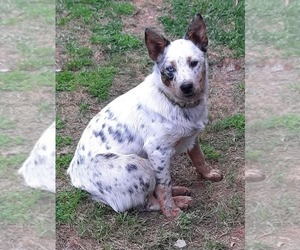 Mother of the Texas Heeler puppies born on 04/16/2025