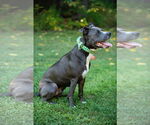 Small #2 American Staffordshire Terrier-Golden Retriever Mix