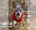 Small Photo #2 Chihuahua Puppy For Sale in Boonton, NJ, USA