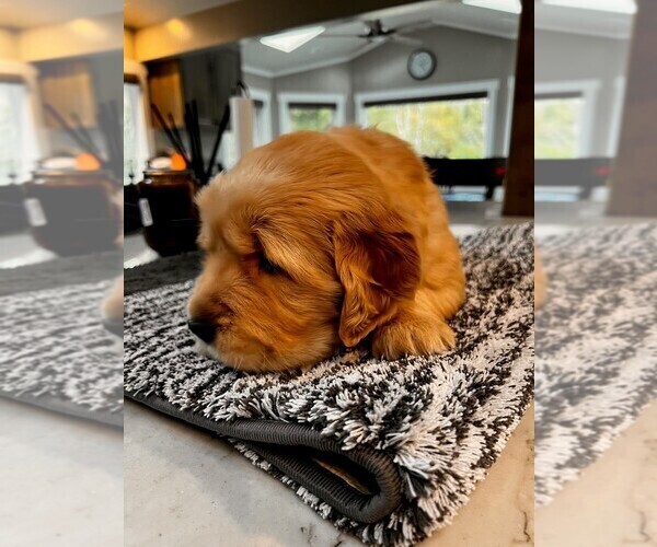 Full screen Photo #6 Golden Retriever Puppy For Sale in LA HABRA, CA, USA