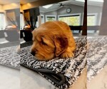 Small Photo #6 Golden Retriever Puppy For Sale in LA HABRA, CA, USA