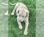 Small Photo #15 Labrador Retriever Puppy For Sale in WOODSTOCK, CT, USA