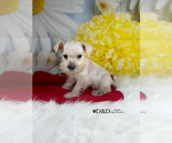 Medium Photo #7 Schnauzer (Miniature) Puppy For Sale in RIPLEY, MS, USA