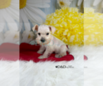 Small Photo #7 Schnauzer (Miniature) Puppy For Sale in RIPLEY, MS, USA