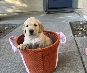 Golden Retriever Puppy for Sale in ROCKLIN, California USA