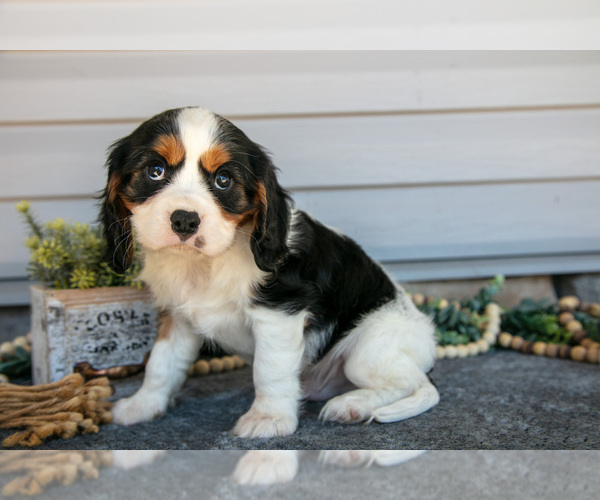 Medium Photo #3 Cavalier King Charles Spaniel Puppy For Sale in MILLERSBURG, OH, USA