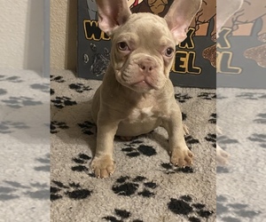 French Bulldog Puppy for sale in ELK GROVE, CA, USA