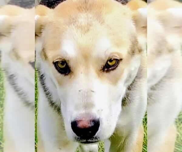 Medium Photo #4 German Shepherd Dog-Huskies  Mix Puppy For Sale in Cottage Grove, MN, USA