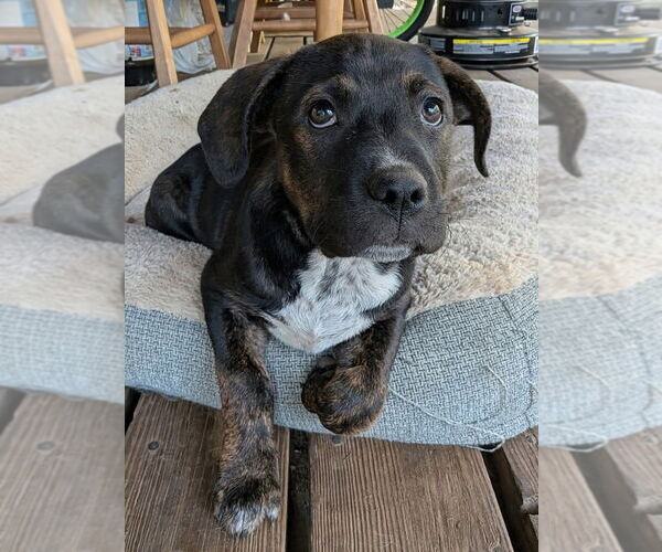 Medium Photo #4 Mutt Puppy For Sale in Vail, AZ, USA